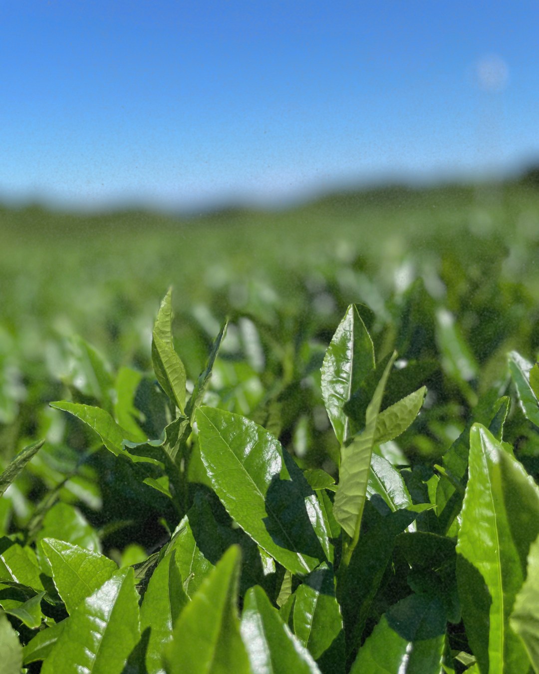 The Science of Microbiome Matcha: Why GOZEN Biome Is Different