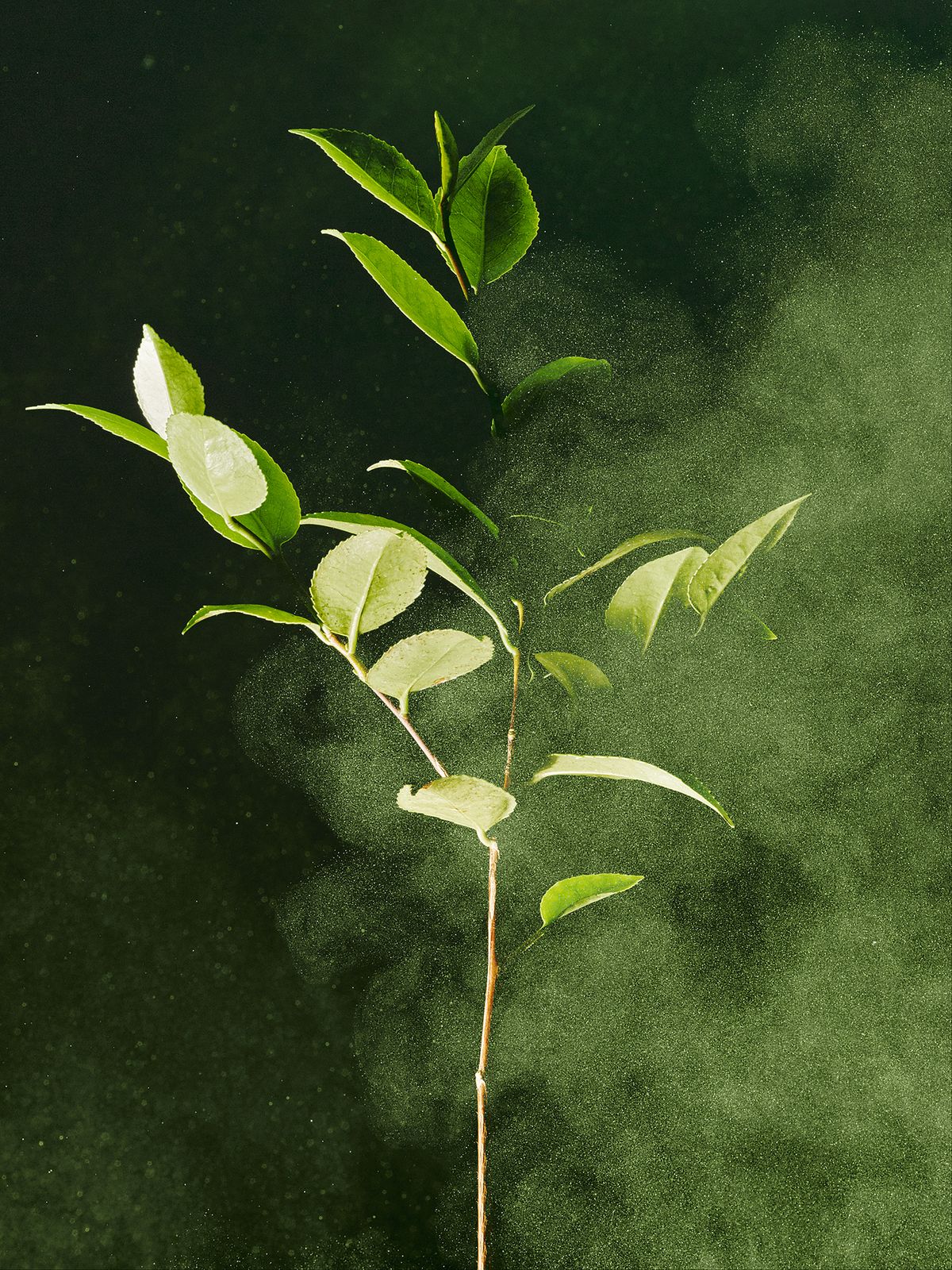 The Soil-to-Leaf Mechanism: Beyond Commodity Matcha